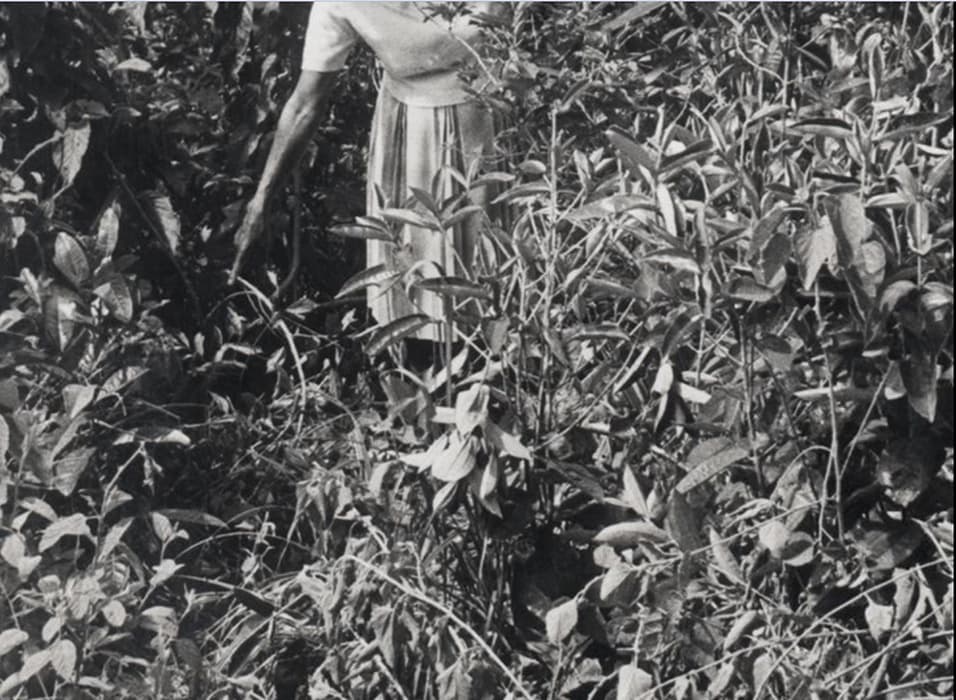 Tamar Guimarães, still from Tropical Blow Up, 2009, video, 4 min., 45 sec. Artwork © Tamar Guimarães, provided by the artist and Galeria Fortes Vilaça