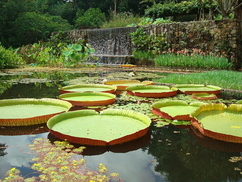 Victoria amazonica water lilies, garden of the Fazenda Vargem Grande, Clemente Gomes residence, Areias, designed by Roberto Burle Marx, 1979. © Burle Marx Landscape Studio, Rio de Janeiro. Reproduced with permission. All rights reserved.