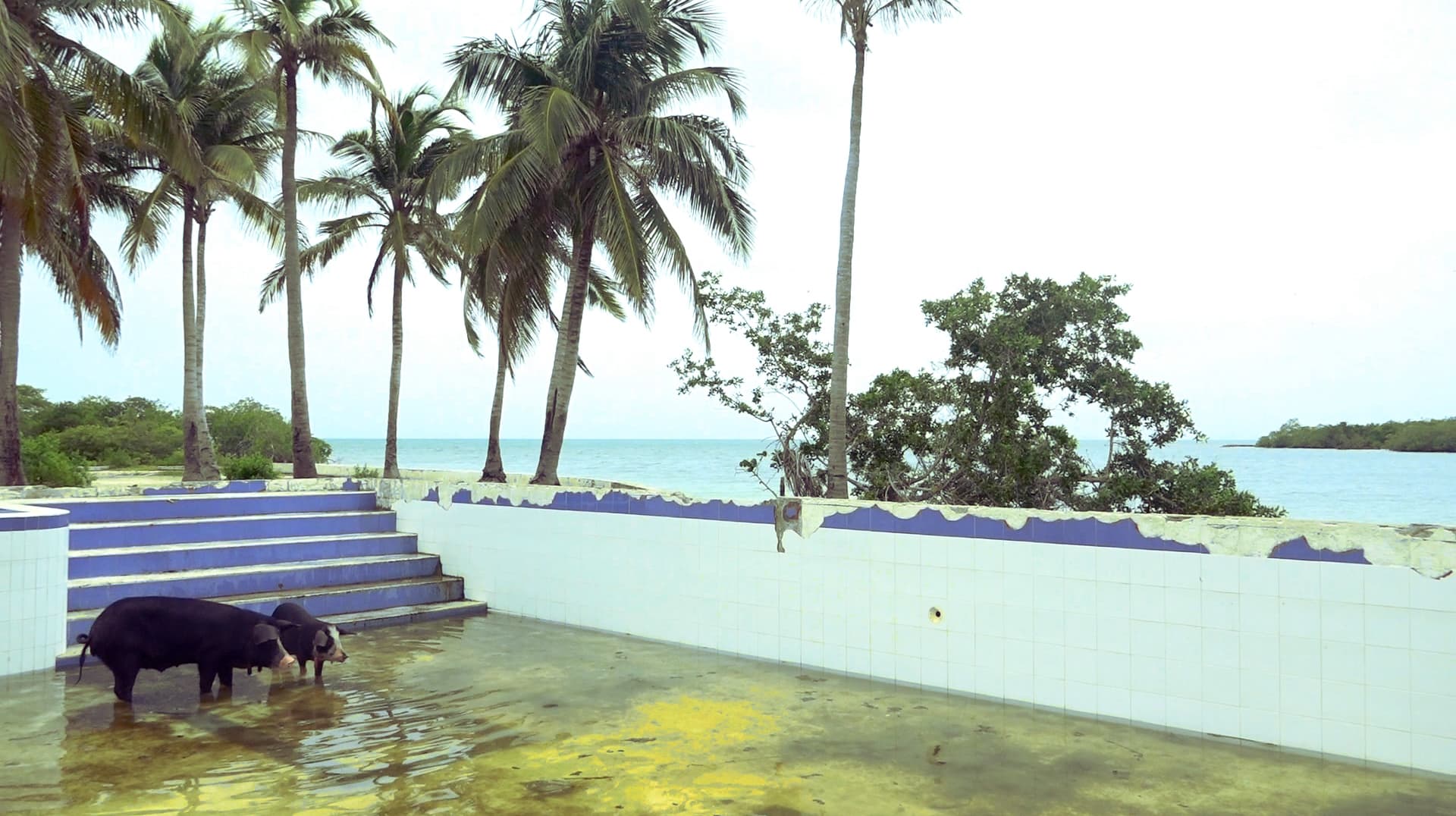 Elkin Calderón, still from Die Toteninsel (Isle of the Dead), 2014, video, sound, 4 min. Artwork © Elkin Calderón